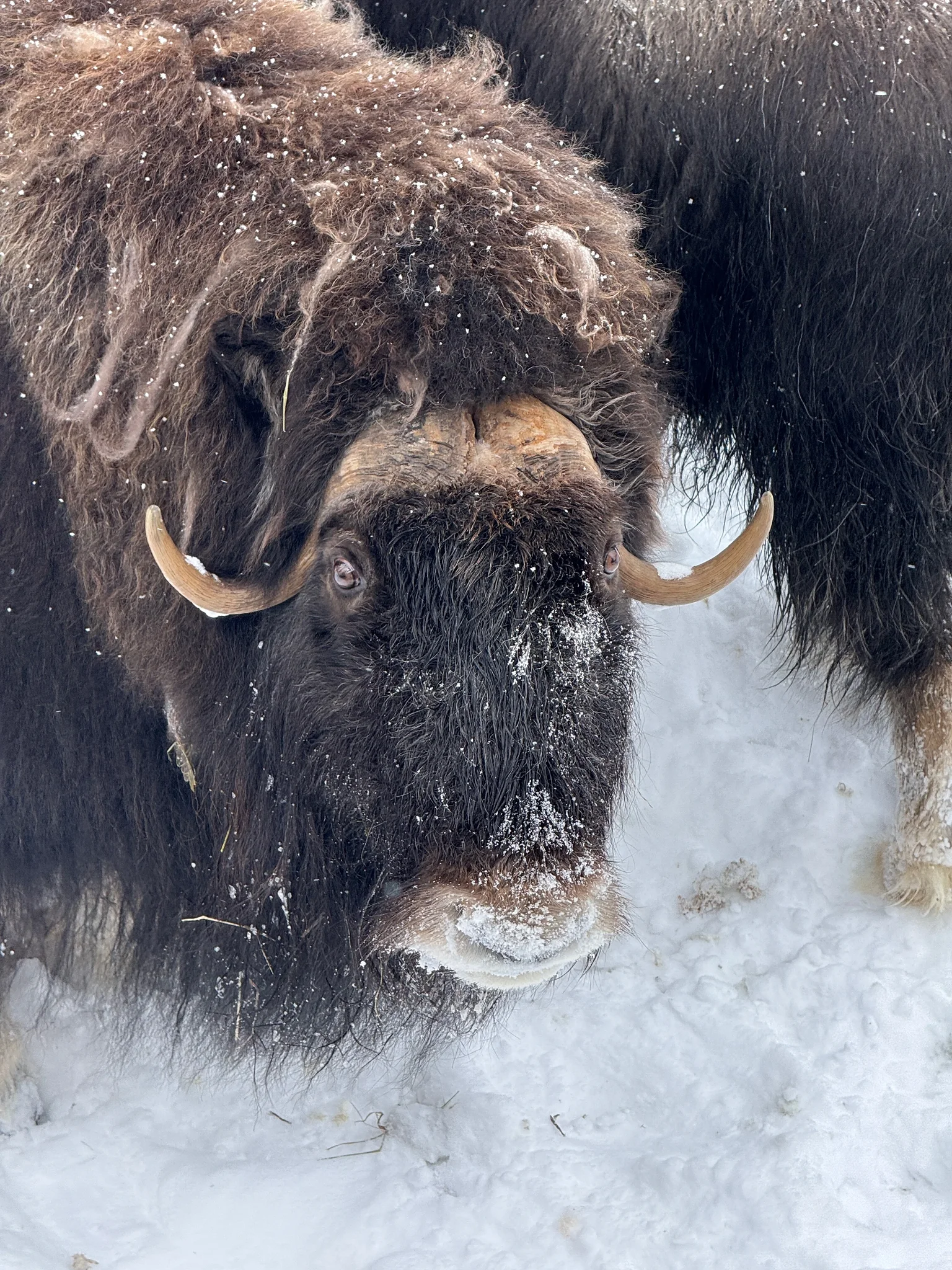Musk Ox Reservation, ‎⁨Tännäs⁩, ⁨Jämtland County⁩, ⁨Sweden⁩