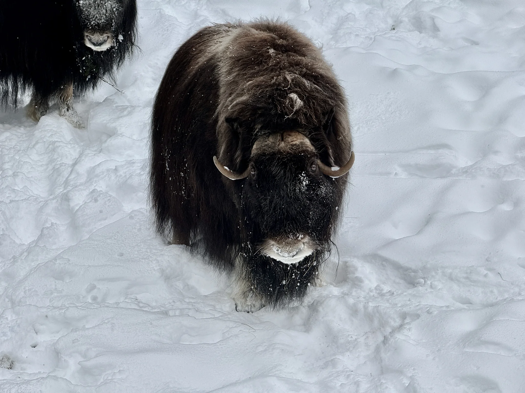 Musk Ox Reservation, ‎⁨Tännäs⁩, ⁨Jämtland County⁩, ⁨Sweden⁩ 