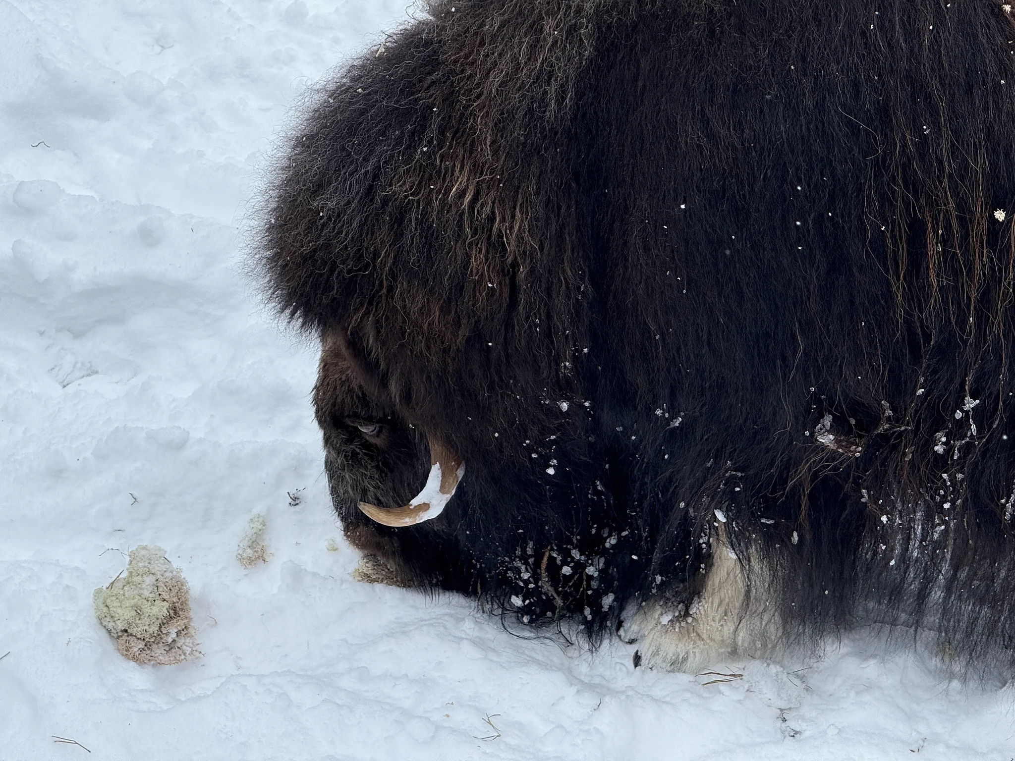 Musk Ox Reservation, ‎⁨Tännäs⁩, ⁨Jämtland County⁩, ⁨Sweden⁩