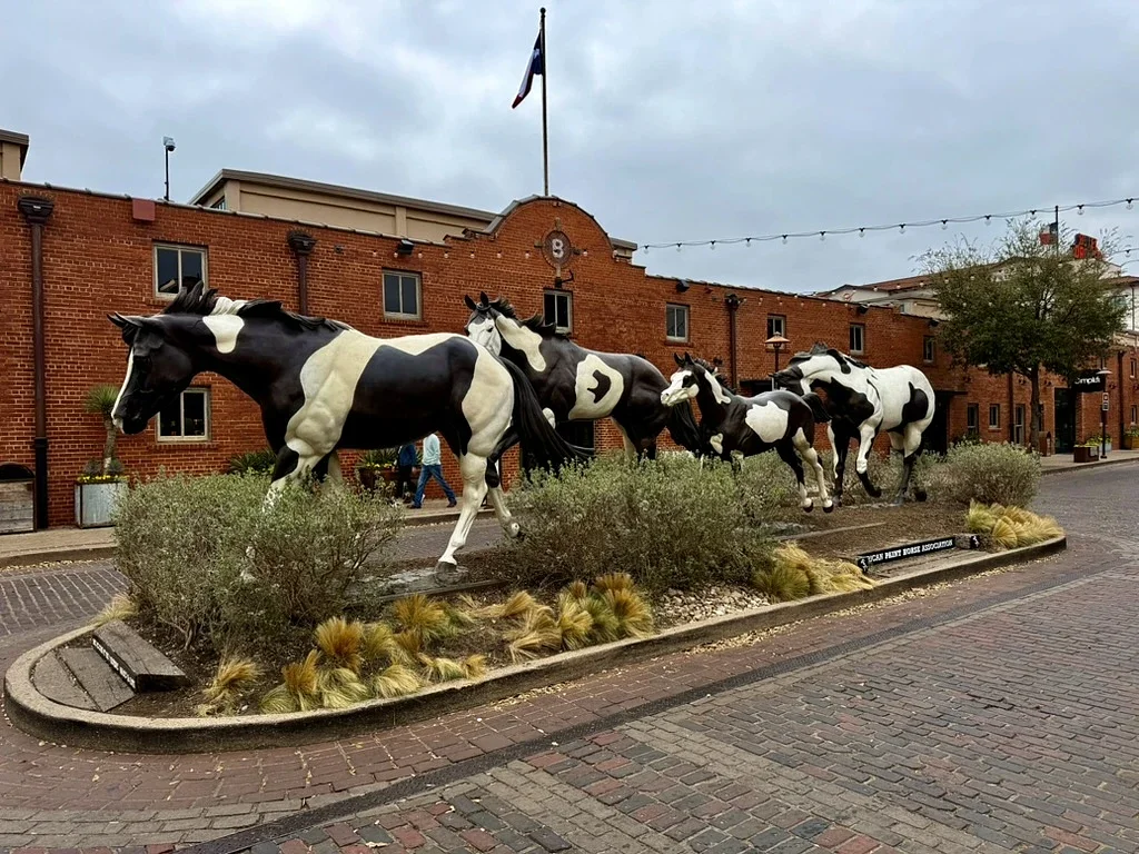 Horses - Fort Worth Stockyards, Ft. Worth, TX, USA