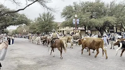 Cows - Fort Worth Stockyards, Ft. Worth, TX, USA