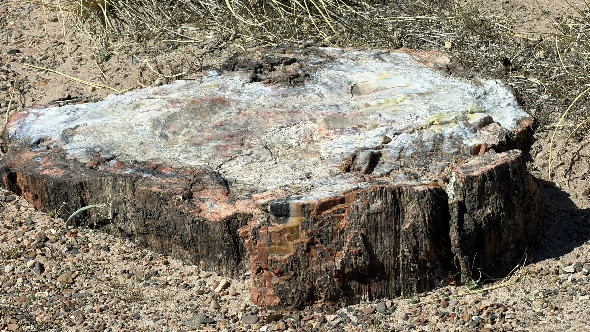 ‎⁨Petrified Forest National Park⁩, ⁨Saint Johns⁩, ⁨Arizona⁩, ⁨United States⁩