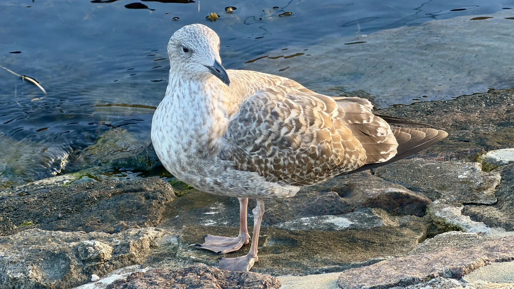 Seagull - Travemünde, ‎⁨Lübeck⁩, ⁨Schleswig-Holstein⁩, ⁨Germany⁩