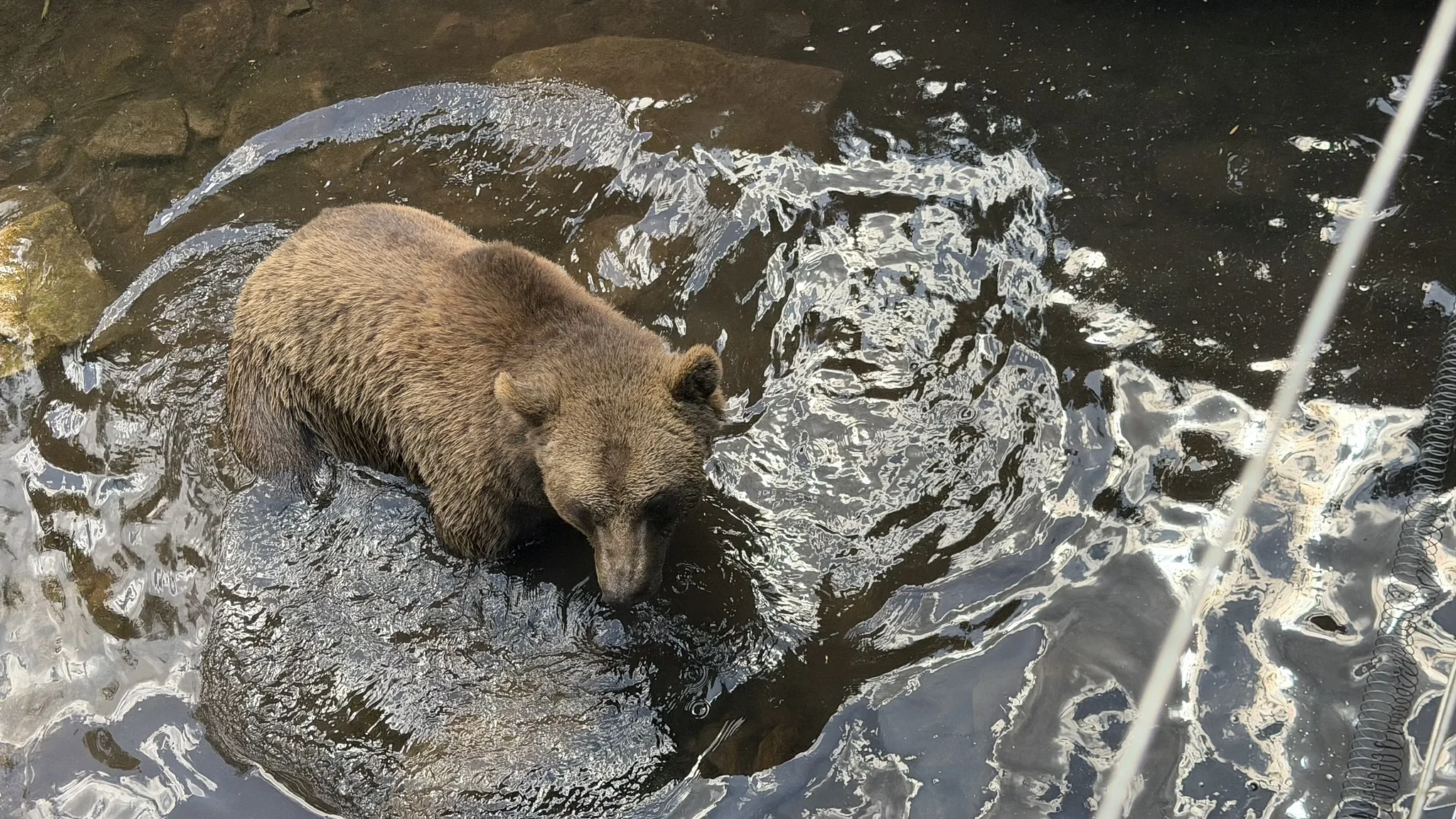 Bear Sanctuary, ‎⁨Black Forest Central/North Nature Park⁩, ⁨Bad Rippoldsau-Schapbach⁩, ⁨Baden-Württemberg⁩, ⁨Germany⁩