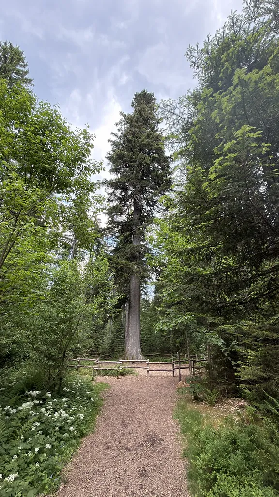 Misc Nature — cover photograph