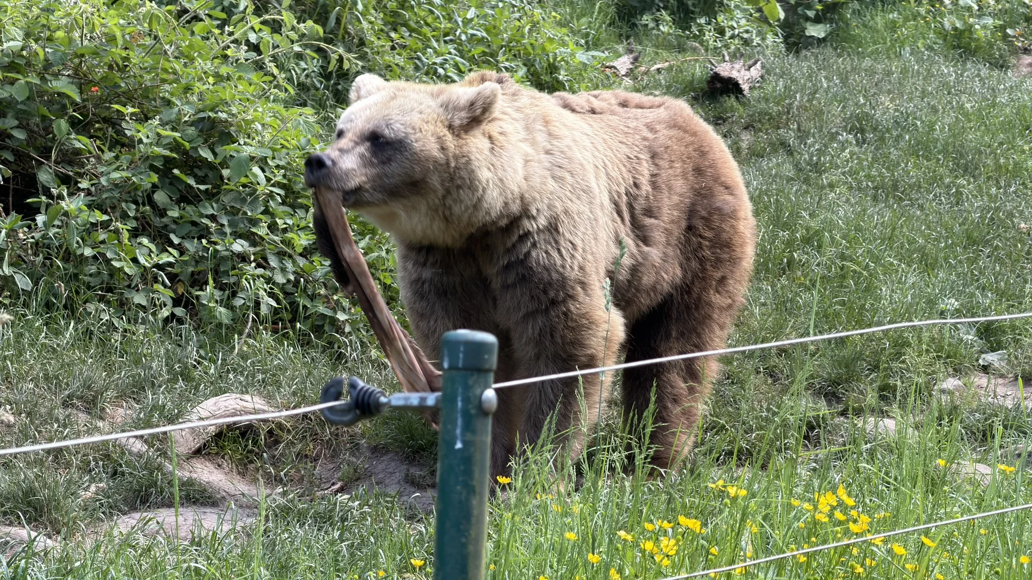 ‎⁨Black Forest Central/North Nature Park⁩, ⁨Bad Rippoldsau-Schapbach⁩, ⁨Baden-Württemberg⁩, ⁨Germany⁩