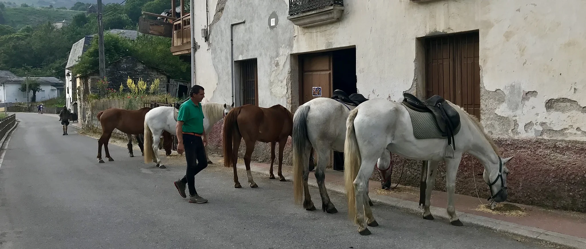 Victor takes pilgrims on his rescue horses up O Cebreiro. He walks the distance, many pilgrims complain about doing once, twice a day. Runs it even, to keep up with his horses.