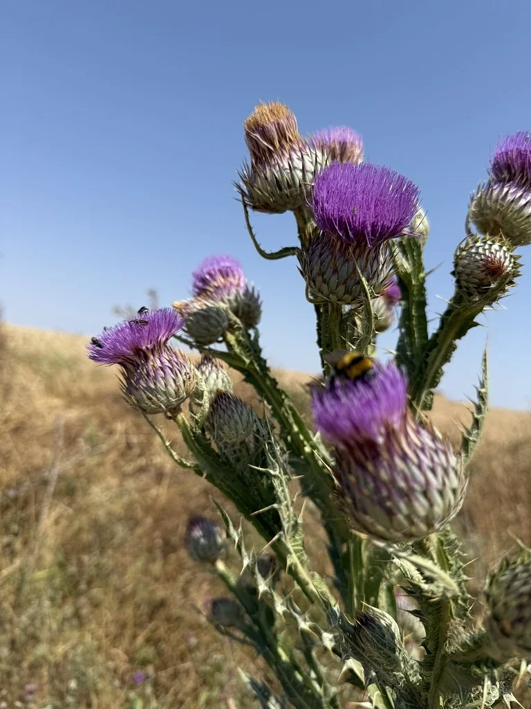 Thistles at Hornillos del Camino