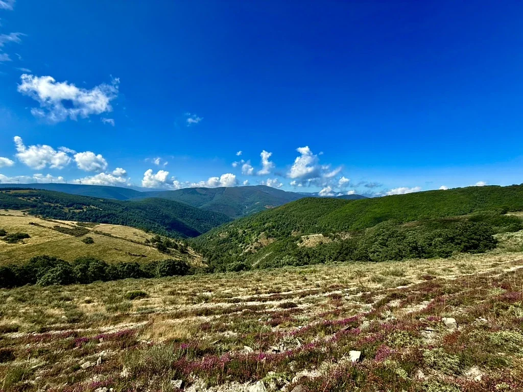 Heather Bloom Above the Cantabrian Valleys