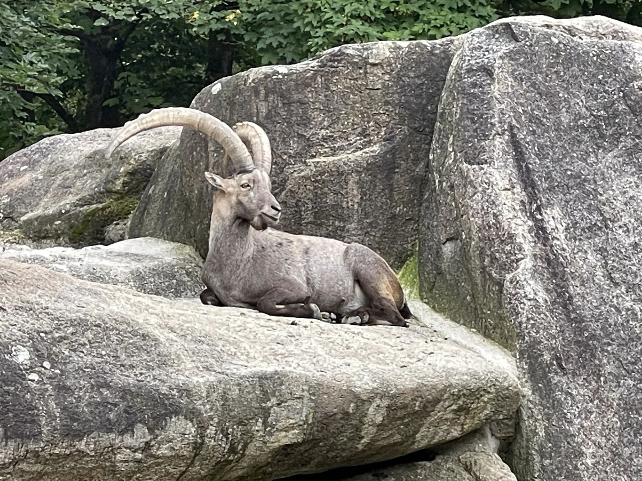 Ibex Chilling