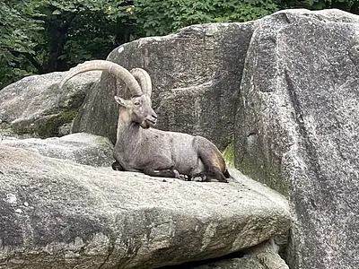 Ibex Chilling