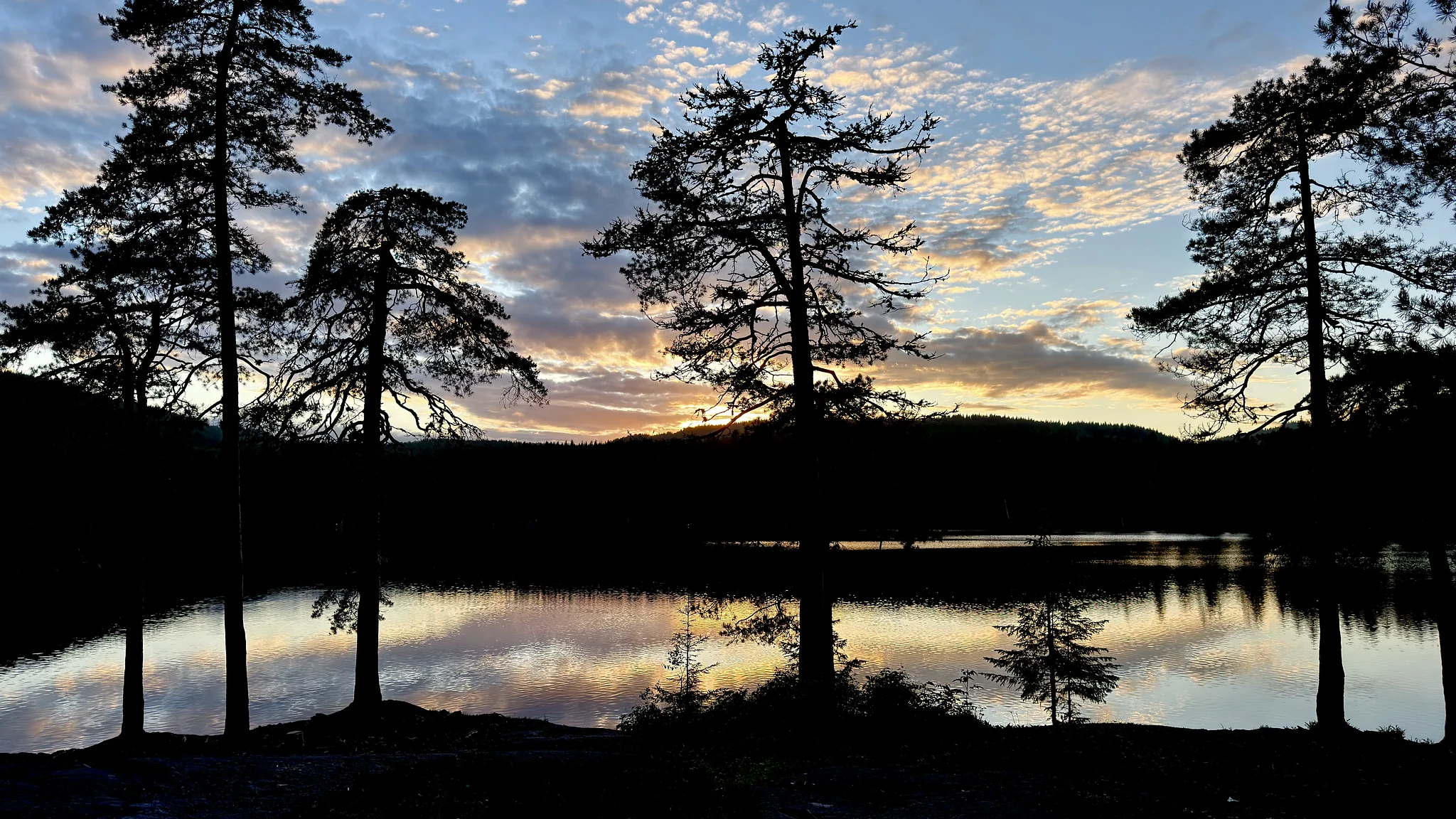 Norwegian Pines at Golden Hour, ‎⁨Eiksmarka⁩, ⁨Viken⁩, ⁨Norway⁩